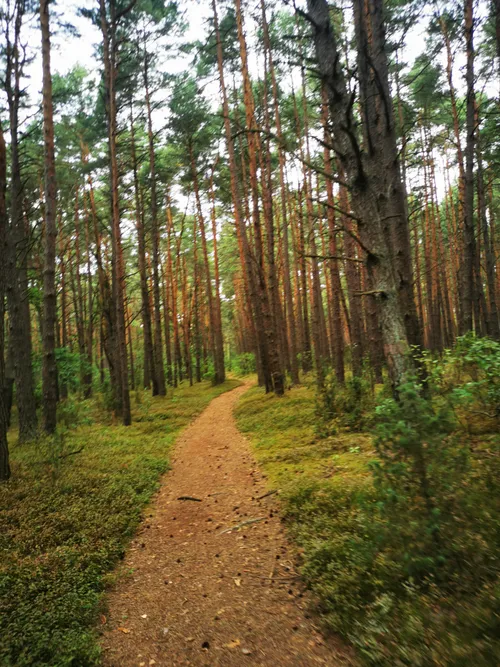 The Forest - Exploring Kampinos National Park by Bike