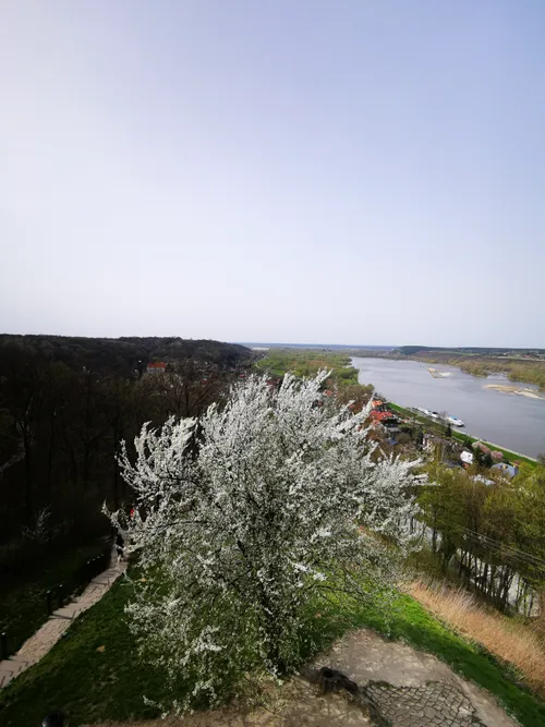 Blooming trees in Kazimierz Dolny