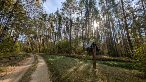 Bike and Lithuanian forest